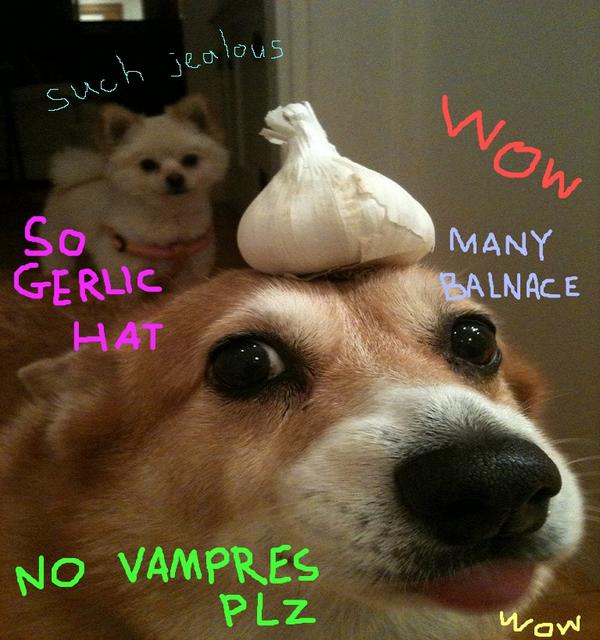 gerlic doge.jpg