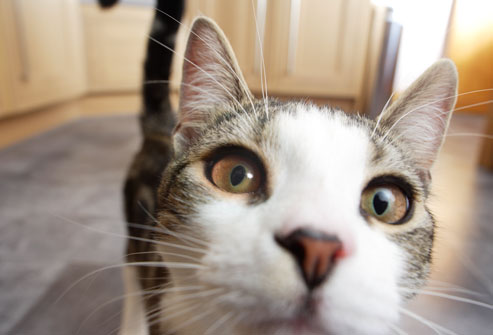 getty_rm_photo_of_cat_staring_close_up.jpg