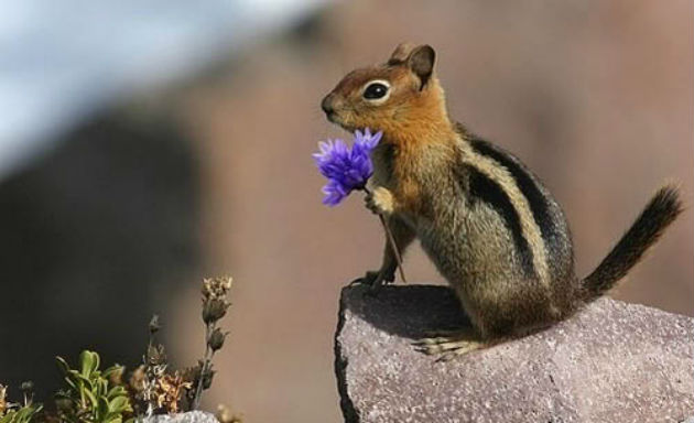 squirrel-flower_1-1.jpg