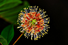 Firework-Flower-TLC.png