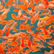 Goldfish42