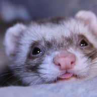 Ferretman