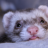 Ferretman