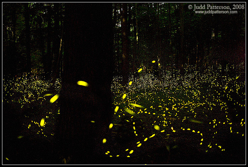 elkmont-synchronous-fireflies.jpg