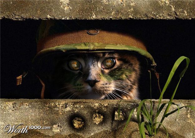 army-cat.jpg