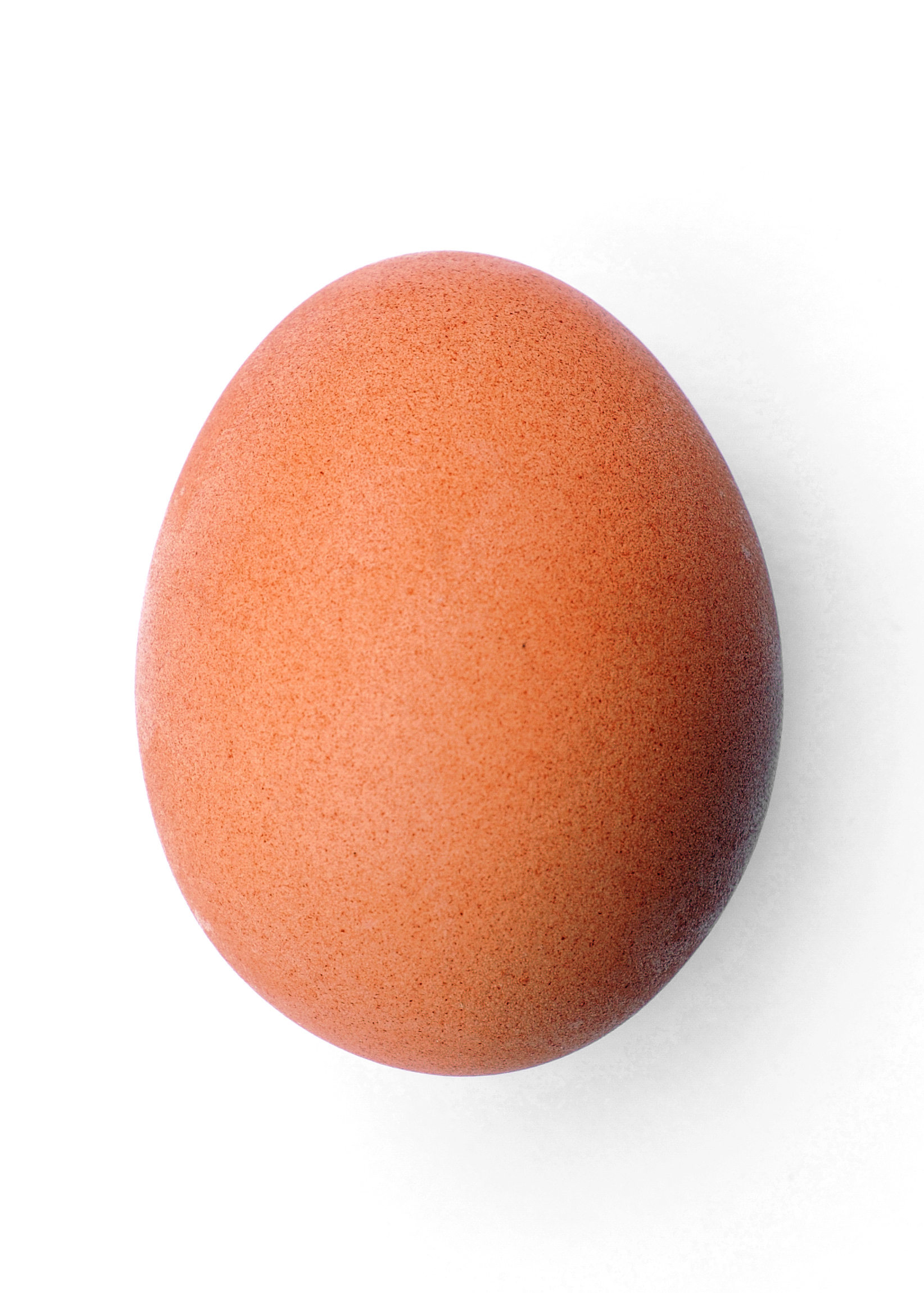 Chicken_egg_2009-06-04.jpg