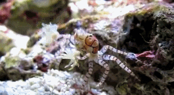 tumblr_mc7o71oiSz1qasthro1_400.gif