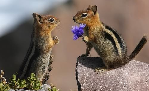 Squirrel.jpg