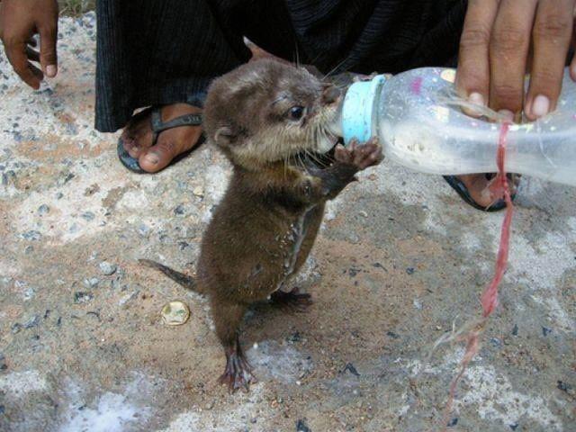 ofkwd-baby-otter.jpg