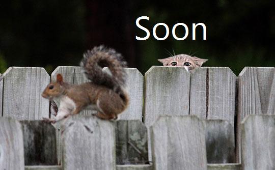 soon_cat_by_huskyfish-d6g1qoe.jpg