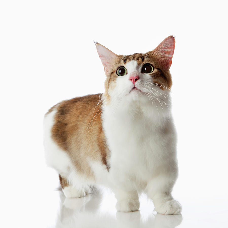 munchkin-cat-ultraf.jpg