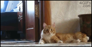 6jKeju4.gif