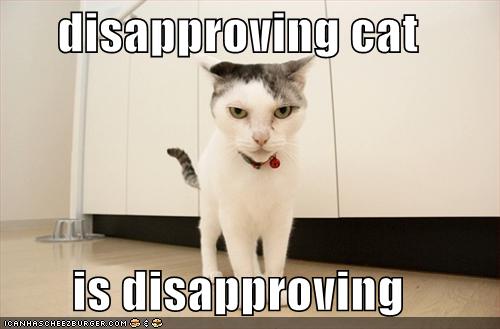 disapprovingcat128620116607236697.jpg