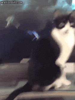 HDiluj8.gif