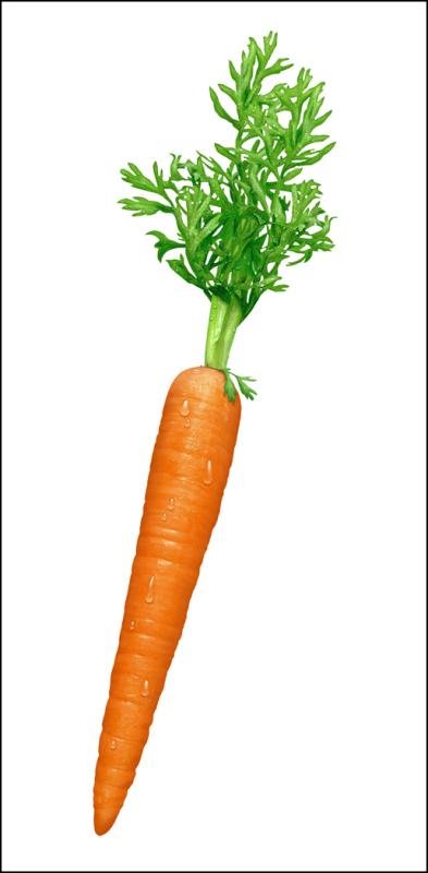 4319077.Carrot.jpg