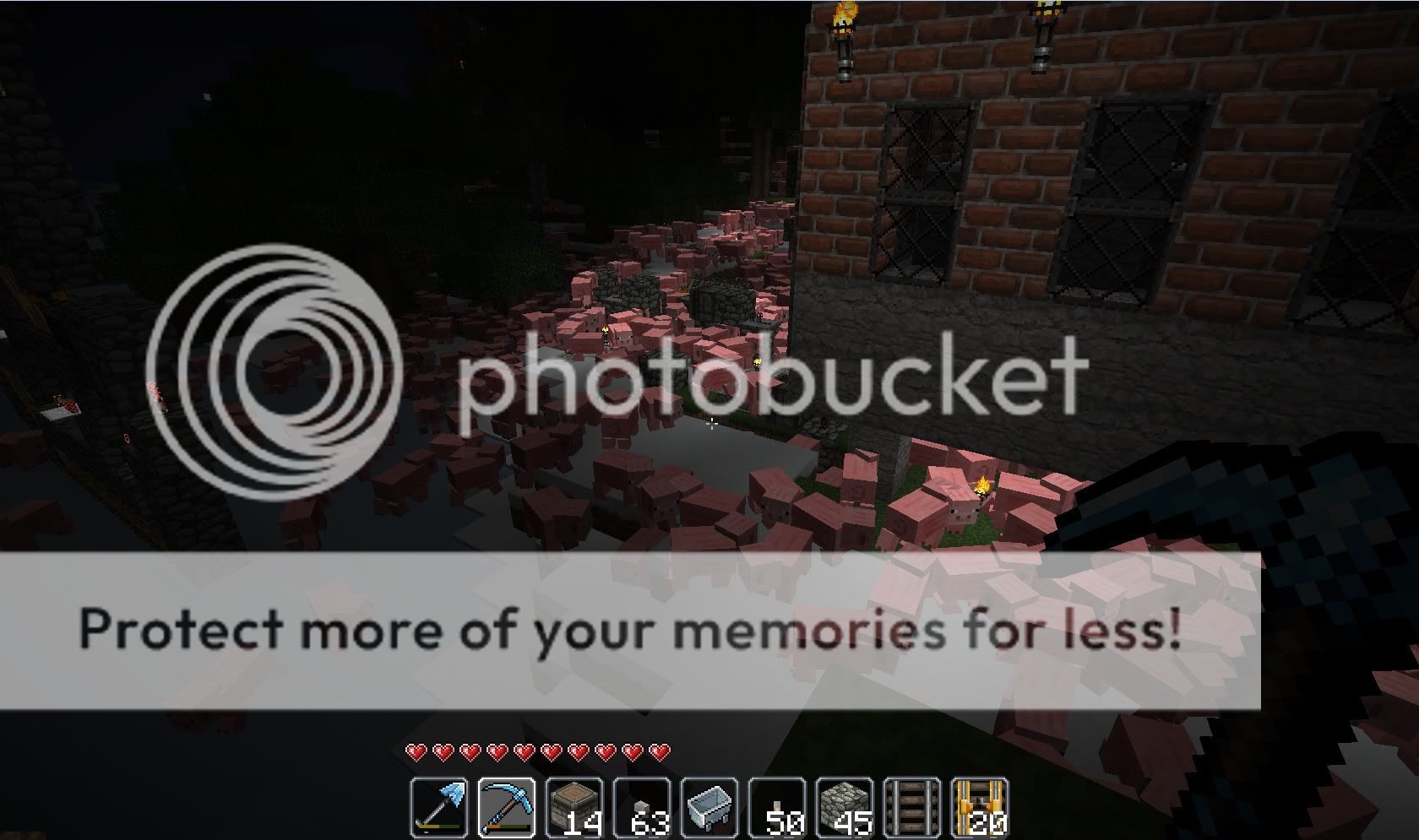 pigs.jpg