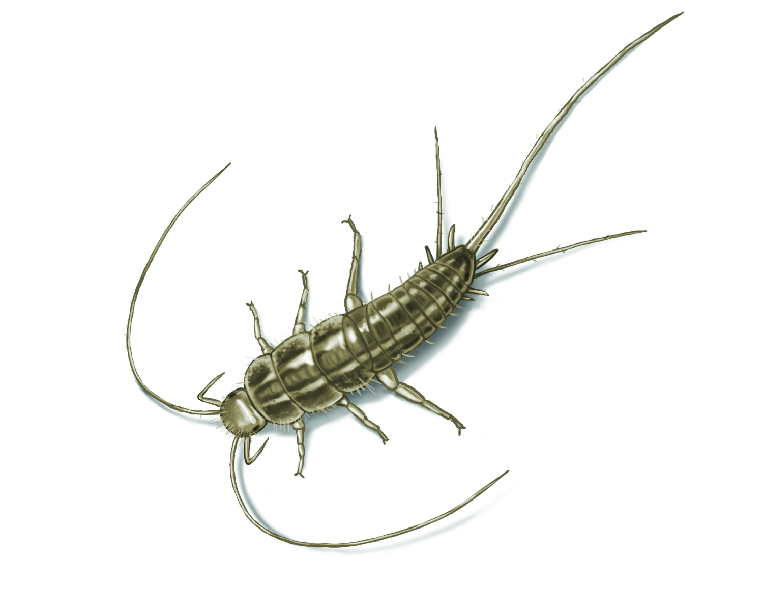 minecraft silverfish in real life