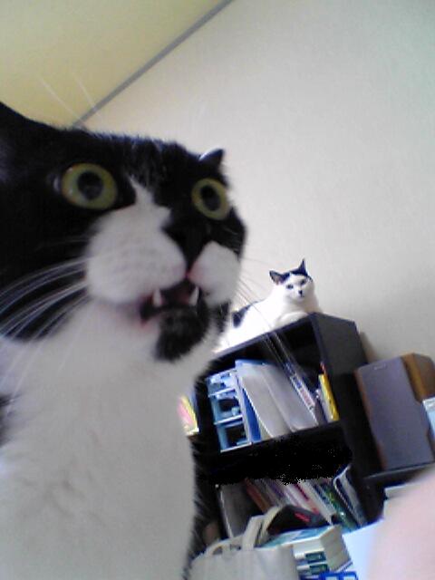 Cat%20Freaked%20Out.jpg