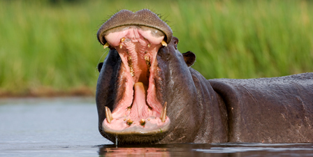 hippopotamus-4752.jpg