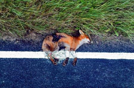 FOX%20MM%2021.9.10_PD1760398_l.jpg