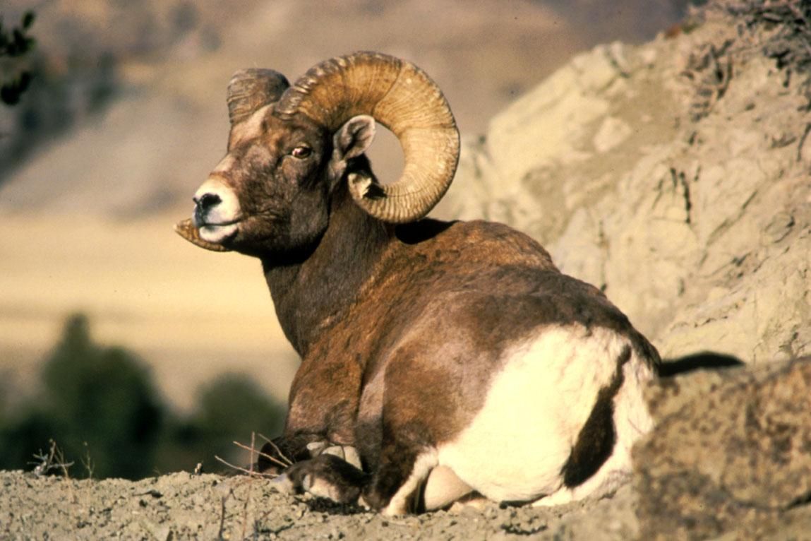 Bighorn_ram_animal_ovis_canadensis.jpg