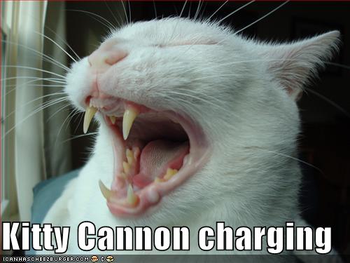 kittycannonc128570703130686605.jpg