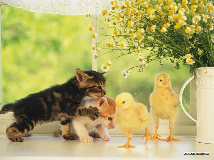 baby+chicks+n+kittens.jpg