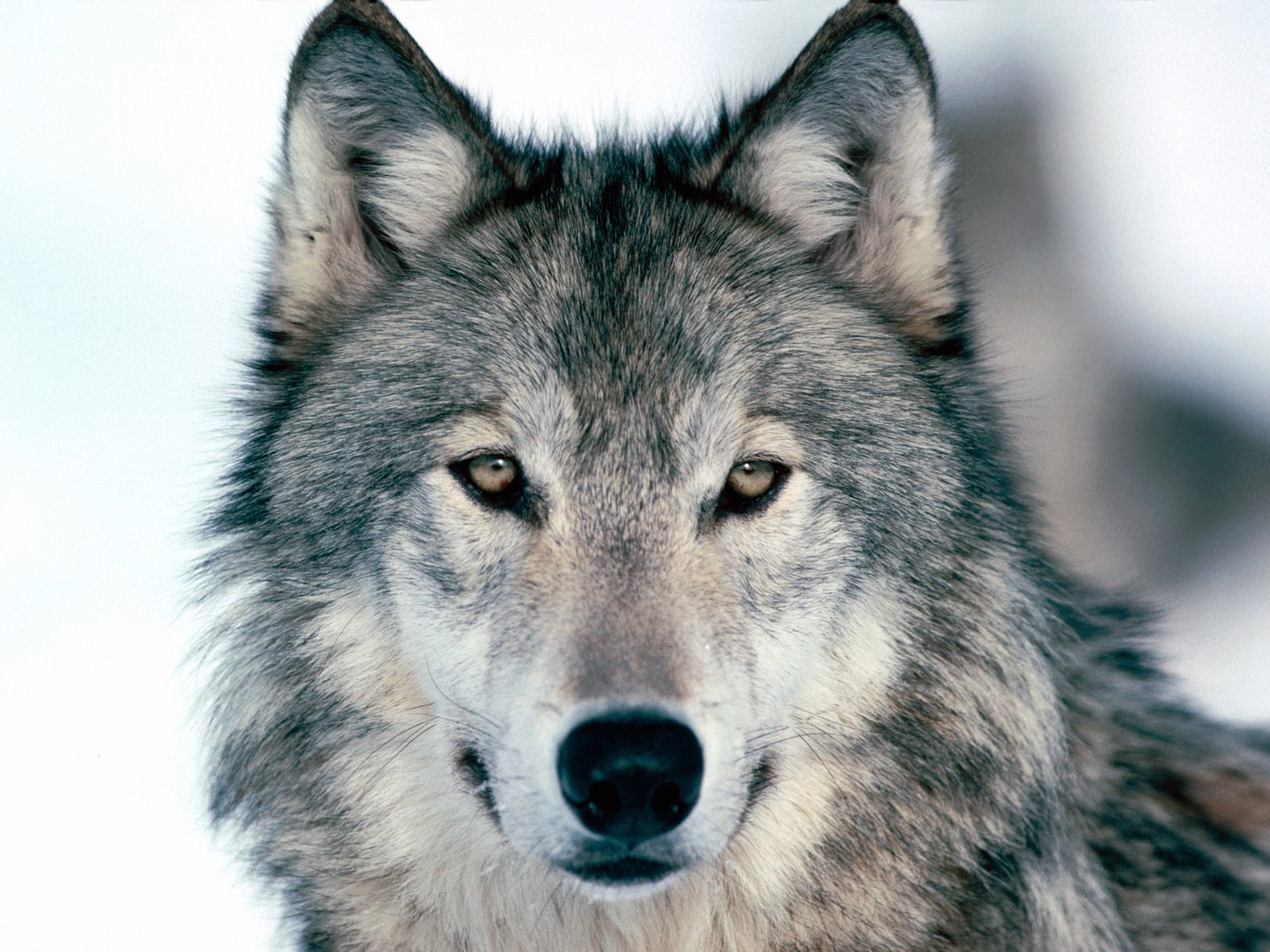 wolf-gray-color-beautiful-kewl1.jpg