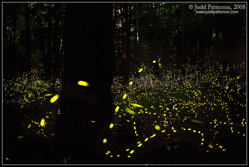 elkmont-synchronous-fireflies.jpg